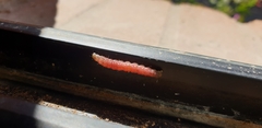 Noctuoidea