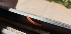 Noctuoidea