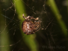 Tidarren sisyphoides