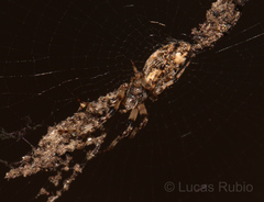 Cyclosa machadinho