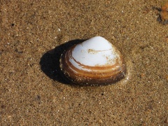 Coecella chinensis