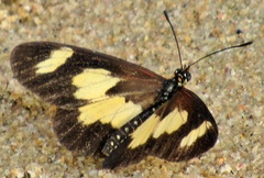 Acraea cabira
