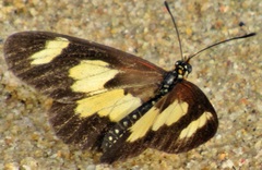 Acraea cabira