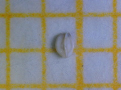 Quinqueloculina
