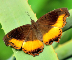 Eurytela dryope angulata
