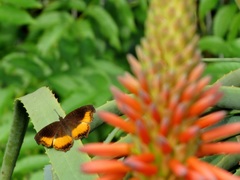 Eurytela dryope angulata
