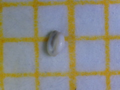 Quinqueloculina