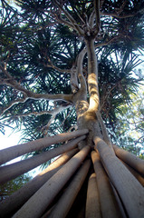 Pandanus papuanus