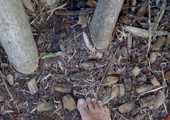 Pandanus papuanus