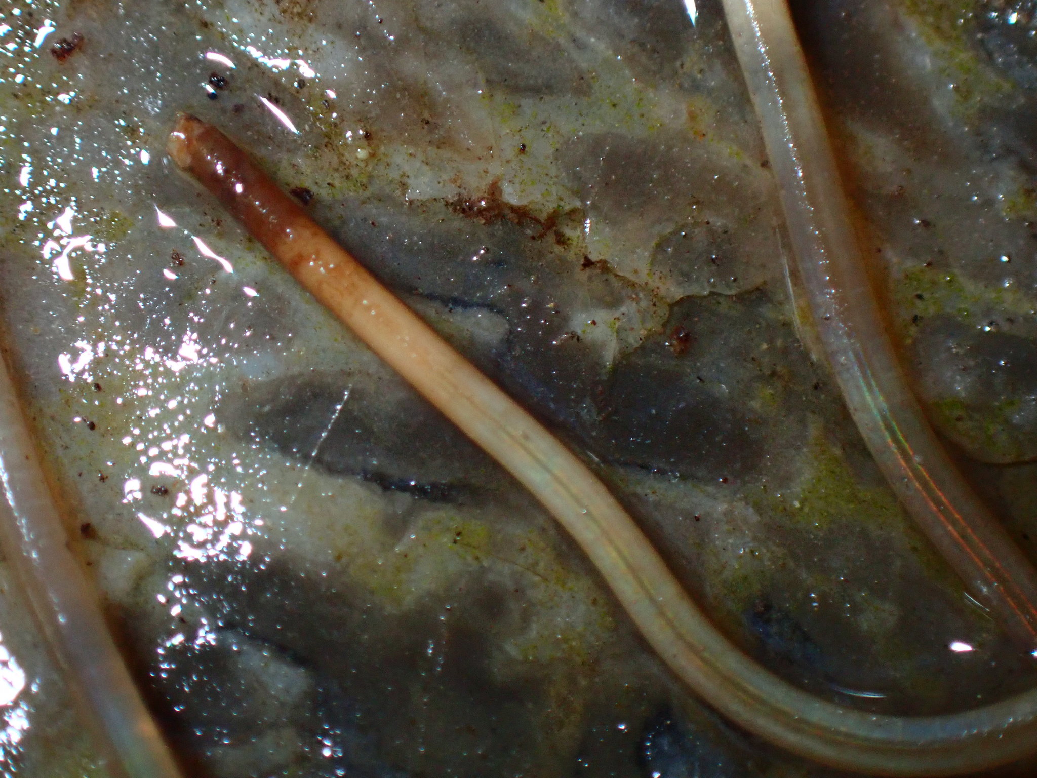 Nematomorpha