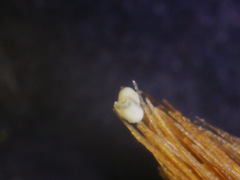 Quinqueloculina