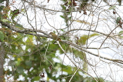 Eurillas curvirostris