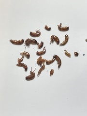 Talitroides topitotum