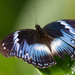 Blue Diadem Butterfly - Photo (c) Zein et Carlo, some rights reserved (CC BY-NC), uploaded by Zein et Carlo