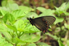 Battus polystictus polystictus