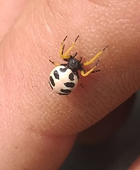 Araneus coccinella
