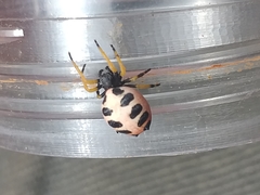 Araneus coccinella