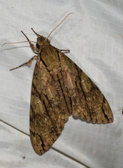 Cocytius lucifer