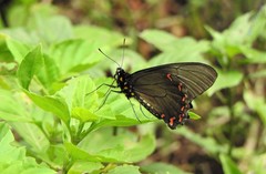 Battus polystictus polystictus