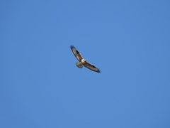 Buteo hemilasius