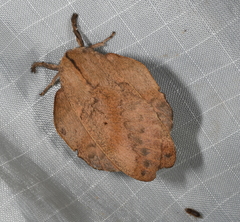 Travassosula subfumata