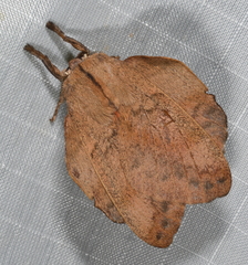 Travassosula subfumata