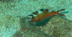 Serranus tabacarius