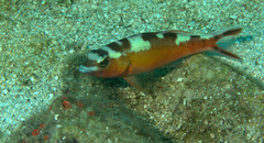Serranus tabacarius