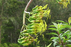 Agave cordillerensis