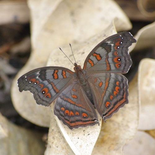 Island Brown Pansy