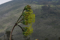 Agave cordillerensis