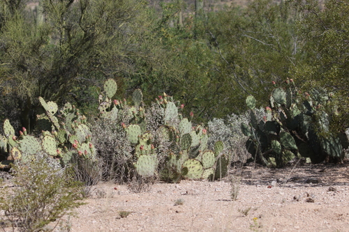 Confused Pricklypear (Opuntia confusa)