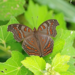 Junonia goudotii