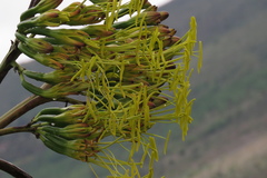 Agave cordillerensis