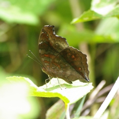 Junonia goudotii