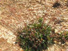 Tuberaria major