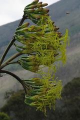 Agave cordillerensis