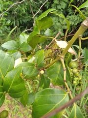Rhoicissus rhomboidea