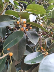Ficus rubiginosa