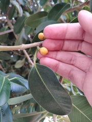 Ficus rubiginosa