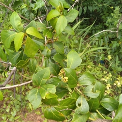 Rhoicissus rhomboidea