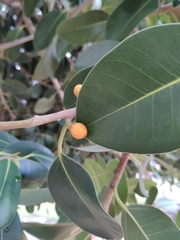 Ficus rubiginosa