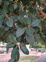 Ficus rubiginosa