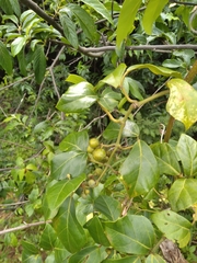 Rhoicissus rhomboidea