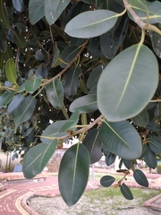 Ficus rubiginosa