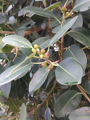 Ficus rubiginosa