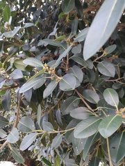 Ficus rubiginosa