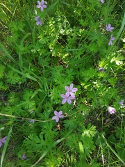 Geranium asphodeloides