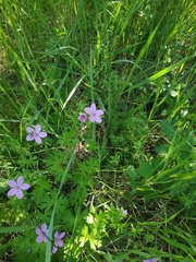 Geranium asphodeloides