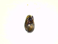Hyptiotes flavidus